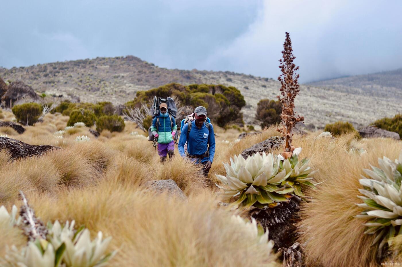 Trekkers in alpine vegetation