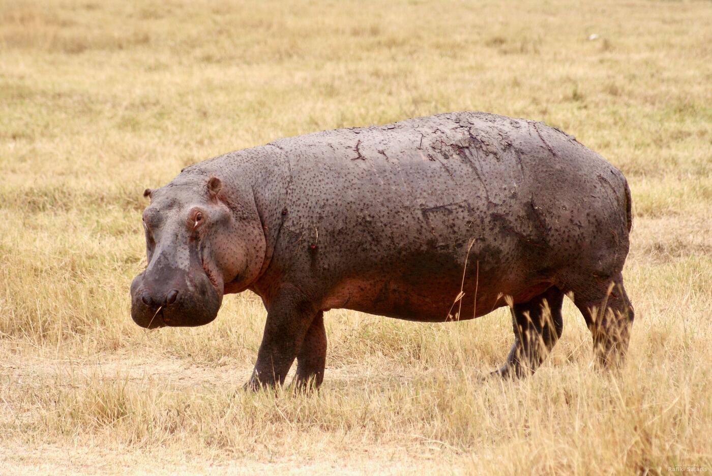 Hippo on the plains