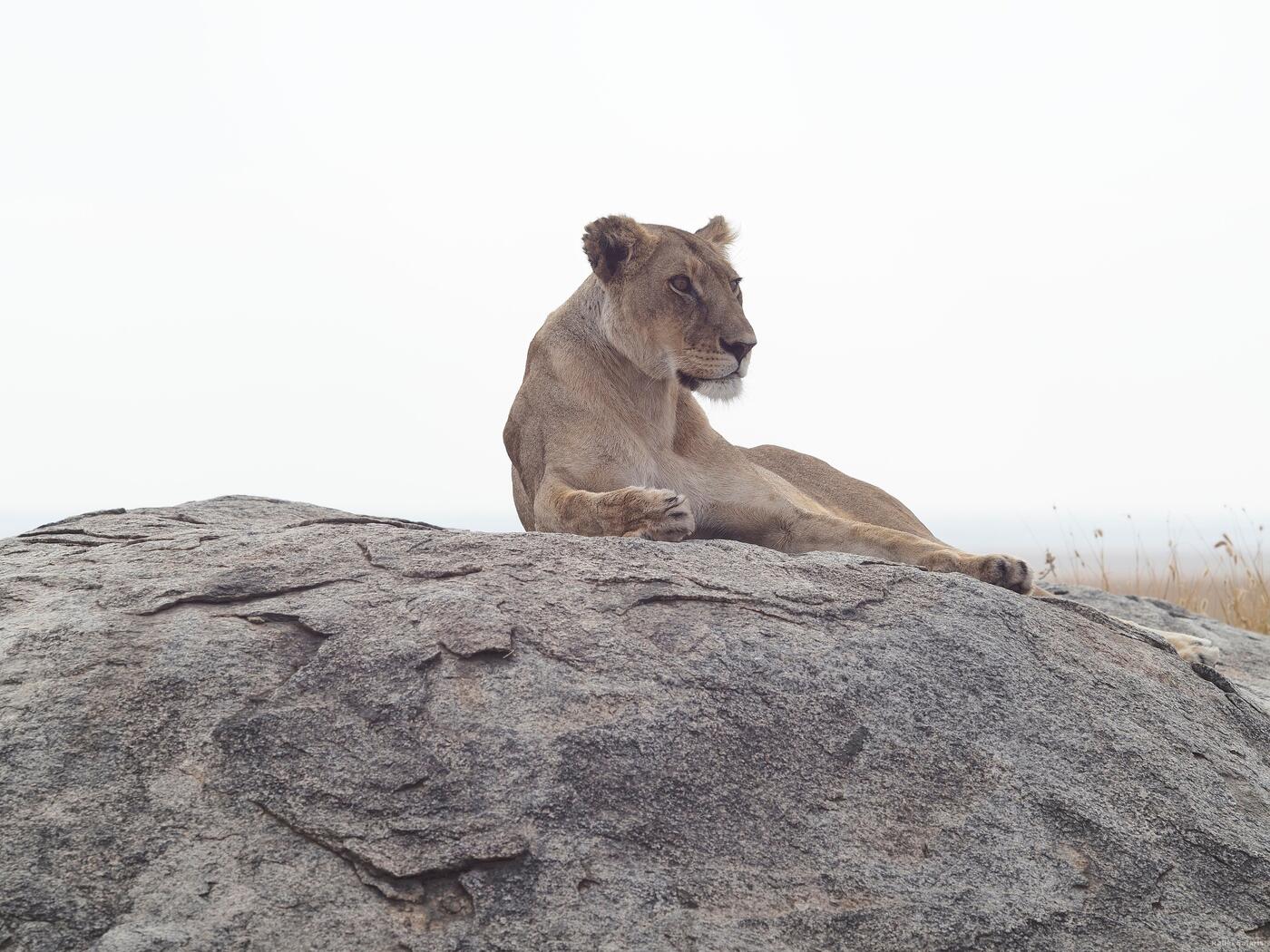 Lioness resting on rock