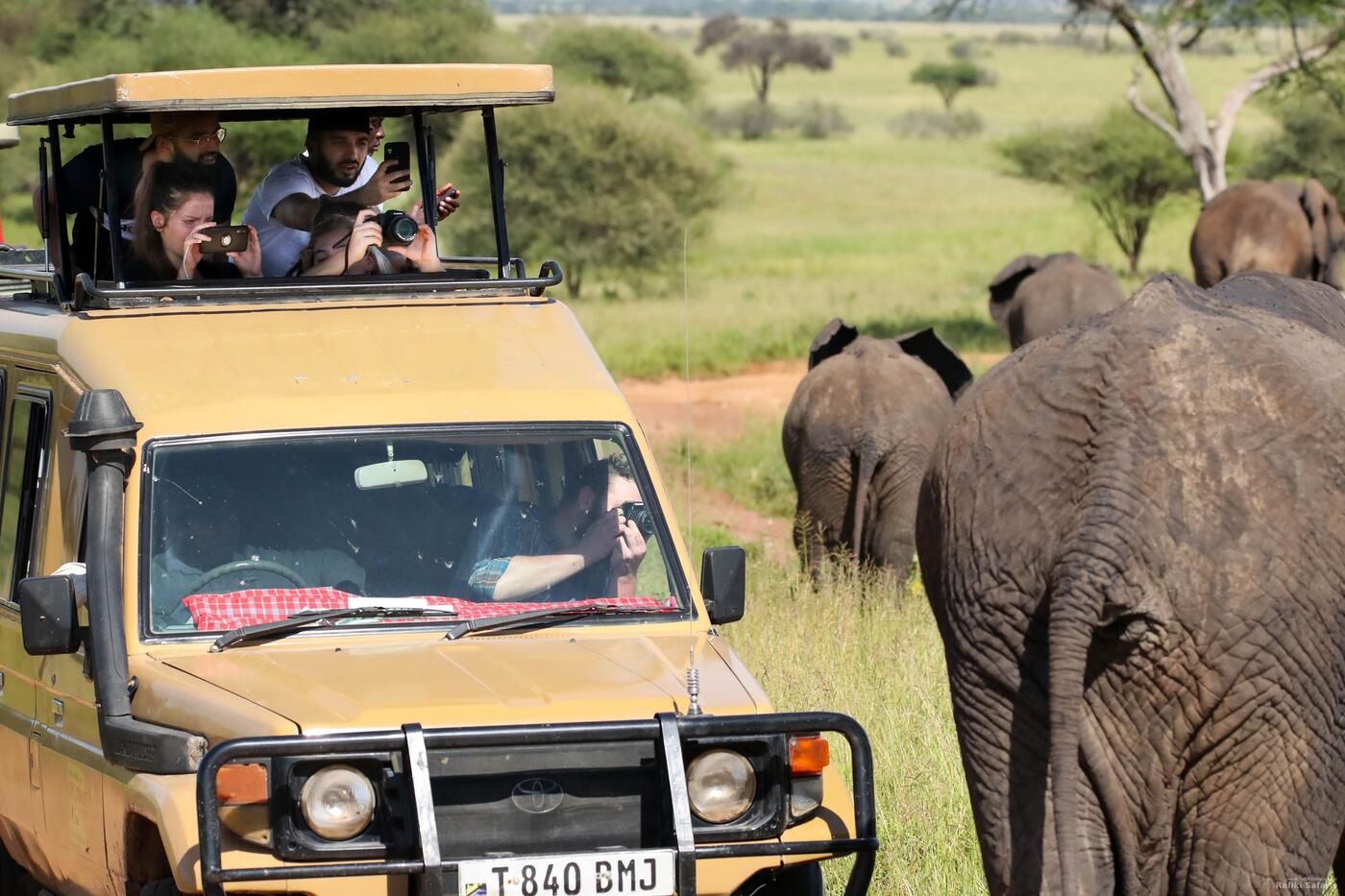 Safari vehicle with elephants