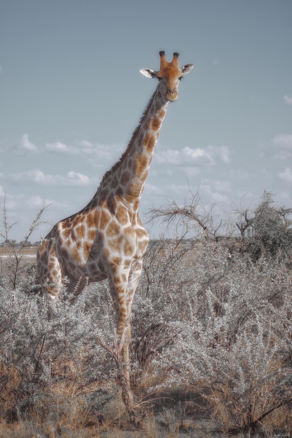 Giraffe in Kenya savanna