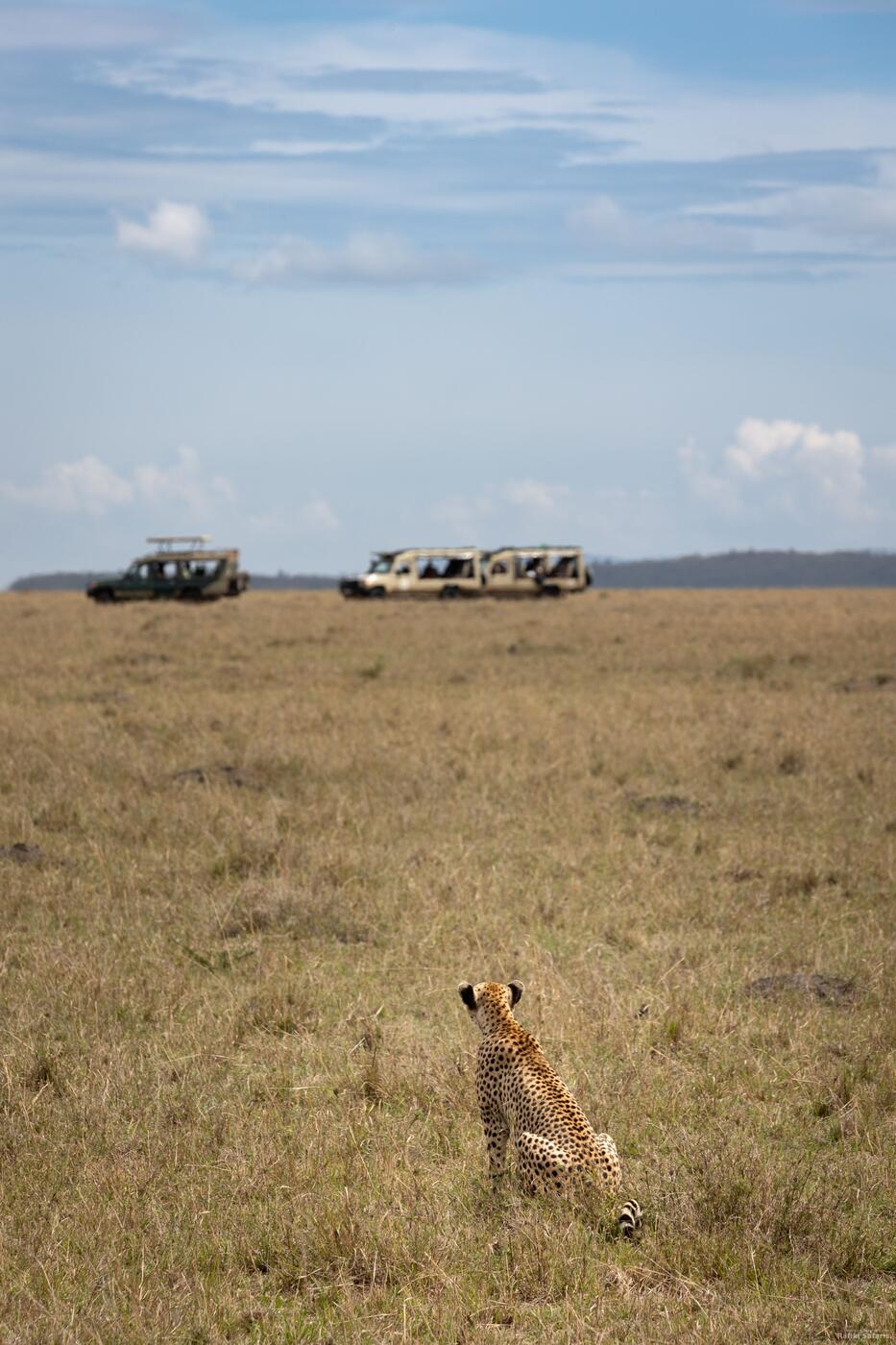 Cheetah watching safari vehicles
