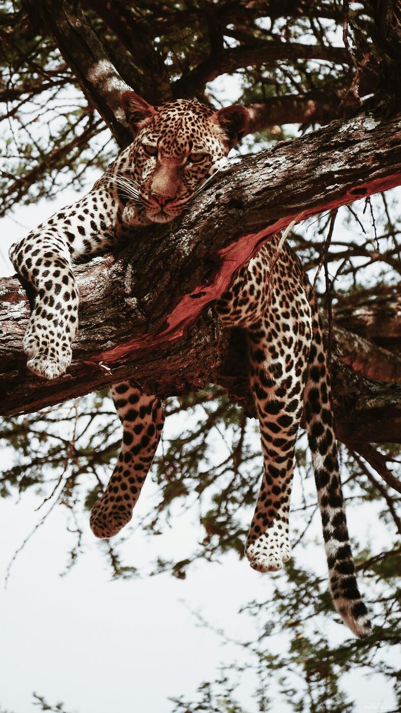 Leopard